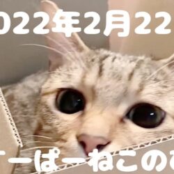 2022年2月22日スーパー猫の日ฅ^•ω•^ฅ
