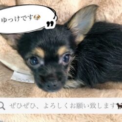 新人スタッフのゆっけです🐕‍🦺
