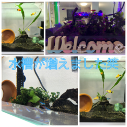 最近よくある質問にお答えしてみました🐠