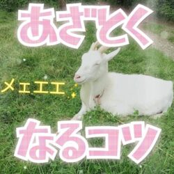 会員様にウケる○○な子