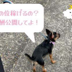 【報酬公開】実際にいくら位稼げるの？