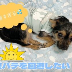 夏バテ回避にチャットレディはいかがでしょうか？☀