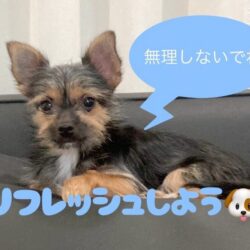 メンタルのケアについて🐾