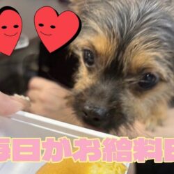 【全額日払い】毎日がお給料日🐾