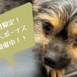 新人さん向けのボーナス開催中🤞