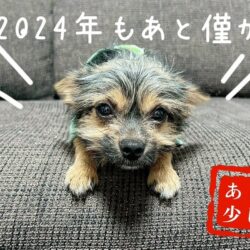 面接当日からお仕事出来ます🐾