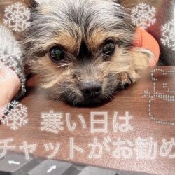 寒い日こそチャットで稼ごう☃