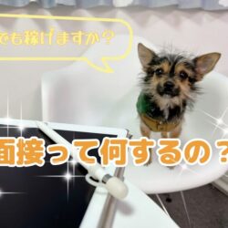 面接って何するの？