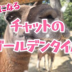 チャットレディの稼げる時間帯は？初心者でも稼ぎやすいゴールデンタイムを徹底解説