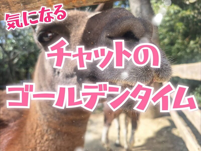 チャットレディの稼げる時間帯は？初心者でも稼ぎやすいゴールデンタイムを徹底解説