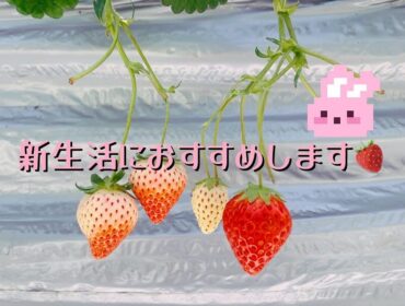 楽しい新生活は送れていますか？