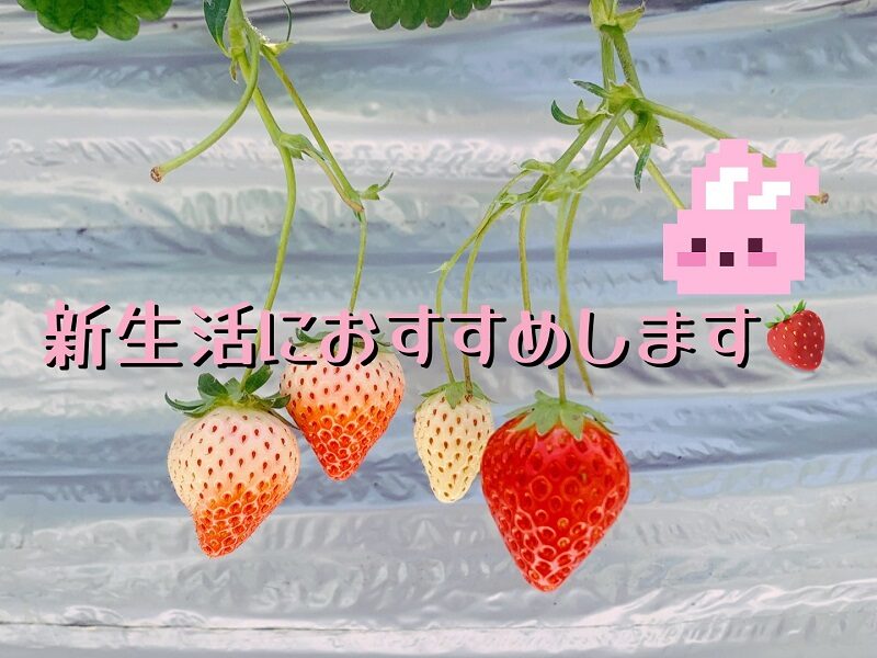 楽しい新生活は送れていますか？