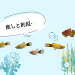 10月…日々の癒しを探していたはずなのに…