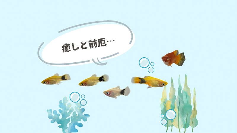 10月…日々の癒しを探していたはずなのに…
